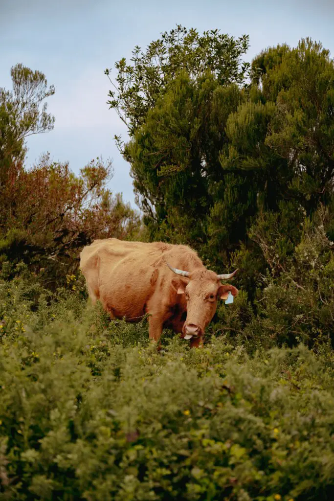 Fauna in Madeira - Wildlife in Madeira