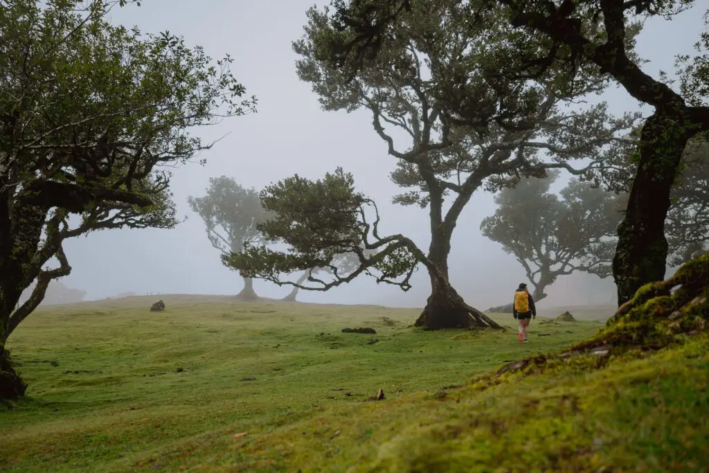 Fanal Forest - Forêt de Fanal - Fanal Wald - Fanalbos