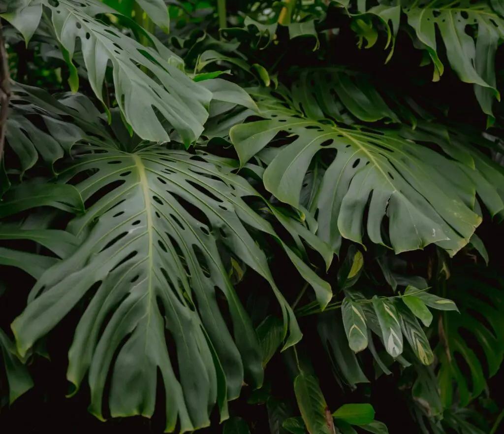 Plants Madeira - Plants Madeira - Plants Madeira - Plants Madeira