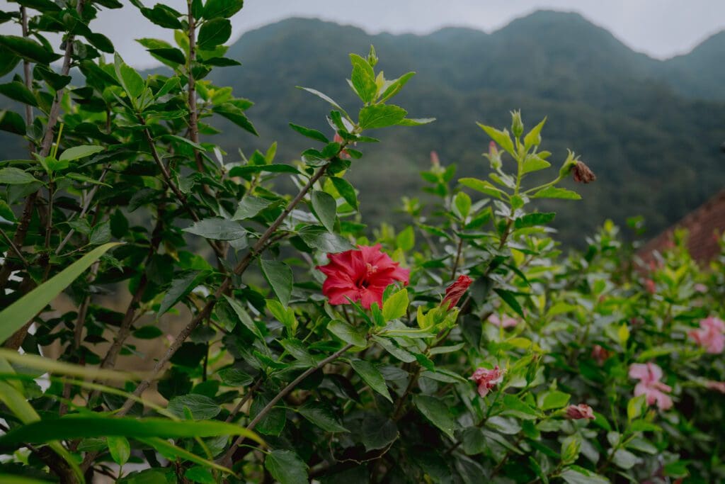 Blume von Madeira - Madeira-Blumen - Fleurs de Madère - Blume von Madeira