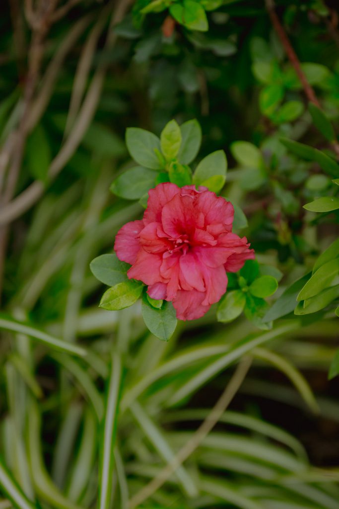 Wandern Madeira Blumen