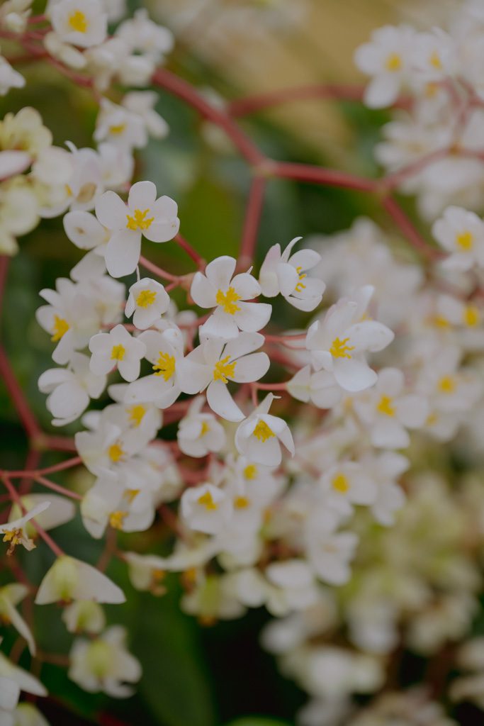 Wandern Madeira Blumen